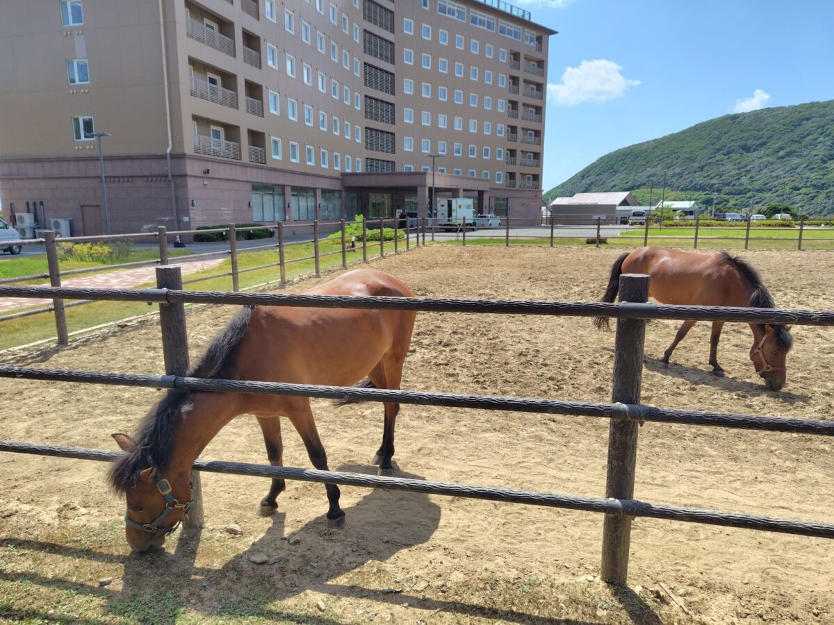 敷地内の馬場にいる対州馬